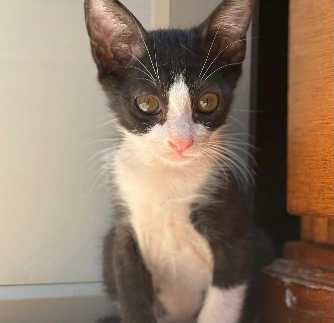 Gato en adopción de color gris