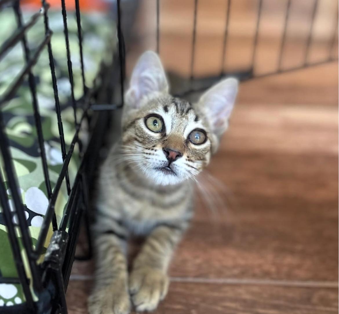 Gatito color gris y negro trigueño acostado en adopción