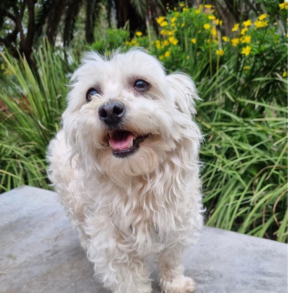 Perra de color blanco en adopción esperando un hogar