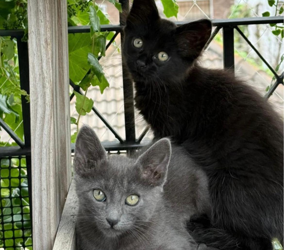 Gatitos gris y negro en adopción.