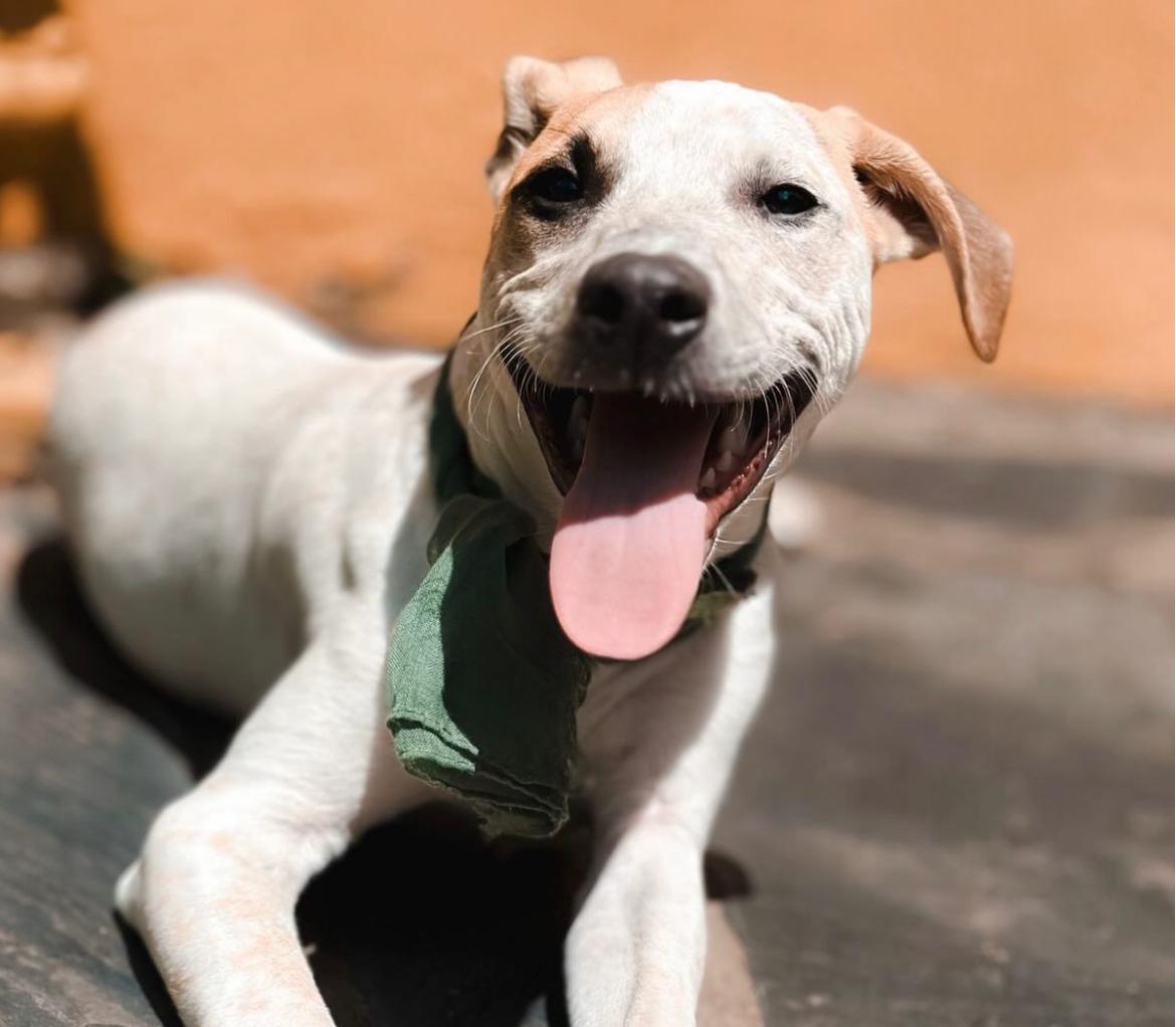 perro blanco y marrón felíz echado al sol.