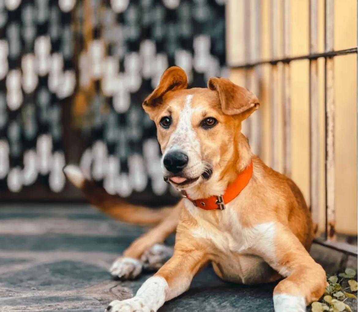 Perro marrón esperando ser adoptado.